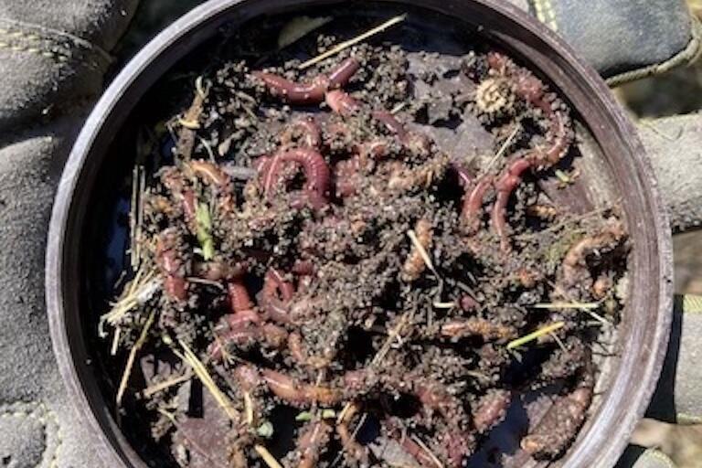 Photo of a glove holding a jar lid with wriggling worms