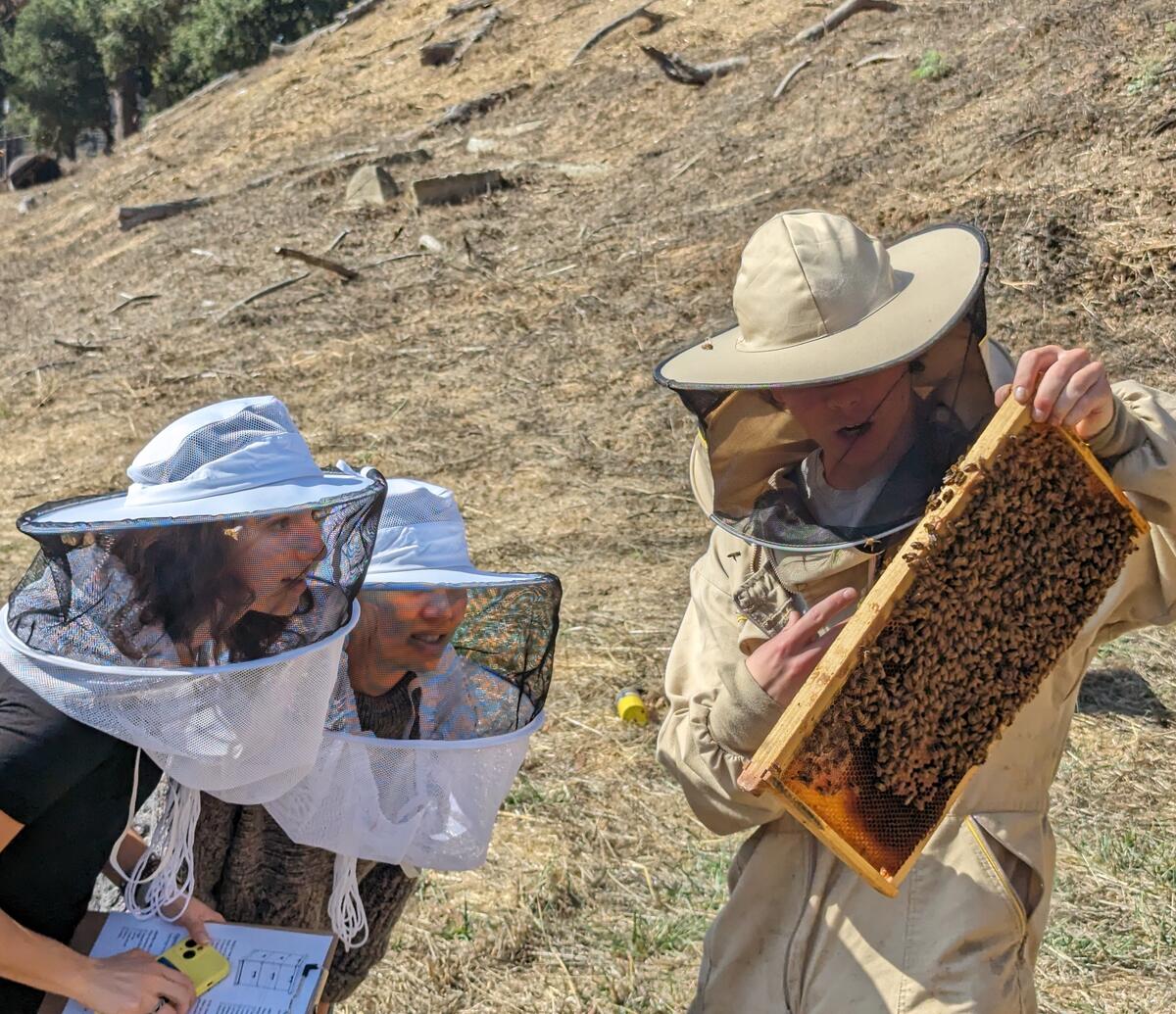 Hives at Haas: Two students wearing beekeeper hoods look at an open beehive frame covered in bees with a professional beekeeper