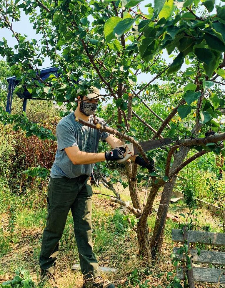 Student practicing proper pruning techniques with the Berkeley Student Farm's Land Use Group in 2019.